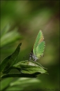 IMG_8309mtw.jpg